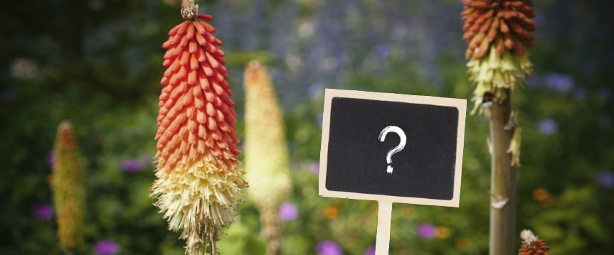 Vergroot je woordenschat met onze plantennamenquiz!