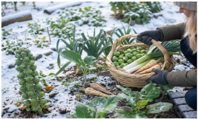 Januari in de moestuin: wat kun je verwachten?