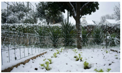De moestuin in februari: wat kun je verwachten?